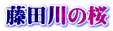 藤田川の桜