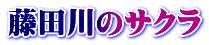 藤田川のサクラ