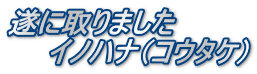 遂に取りました 　　イノハナ（コウタケ）