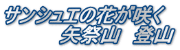 サンシュエの花が咲く 　　　　矢祭山　登山