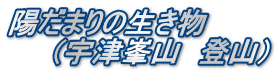 陽だまりの生き物 　　（宇津峯山　登山）