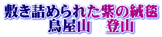 敷き詰められた紫の絨毯 　　　鳥屋山　登山