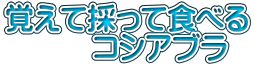 覚えて採って食べる 　　　コシアブラ