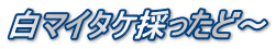 白マイタケ採ったど～
