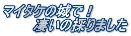 マイタケの城で！ 　　　凄いの採りました