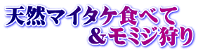 天然マイタケ食べて 　　　　＆モミジ狩り