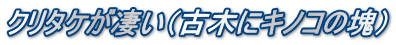 クリタケが凄い（古木にキノコの塊）