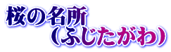 桜の名所 　　（ふじたがわ）