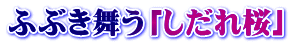 ふぶき舞う「しだれ桜」