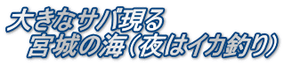 大きなサバ現る 　宮城の海（夜はイカ釣り）