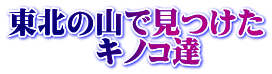 東北の山で見つけた 　　　キノコ達