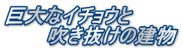 巨大なイチョウと 　　　吹き抜けの建物