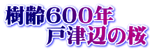 樹齢６００年 　　戸津辺の桜