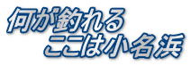 何が釣れる 　　ここは小名浜